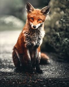 カフート ログイン